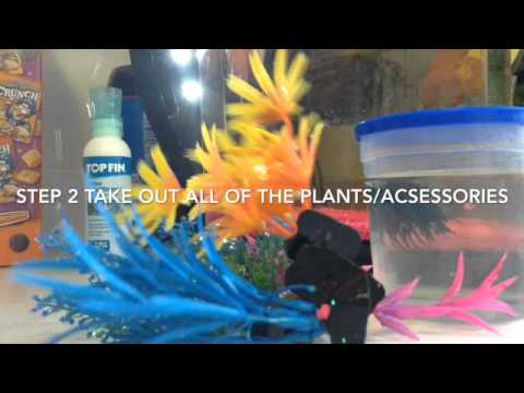 How to clean your betta fish tank