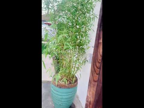 California Love Long Beach Studio