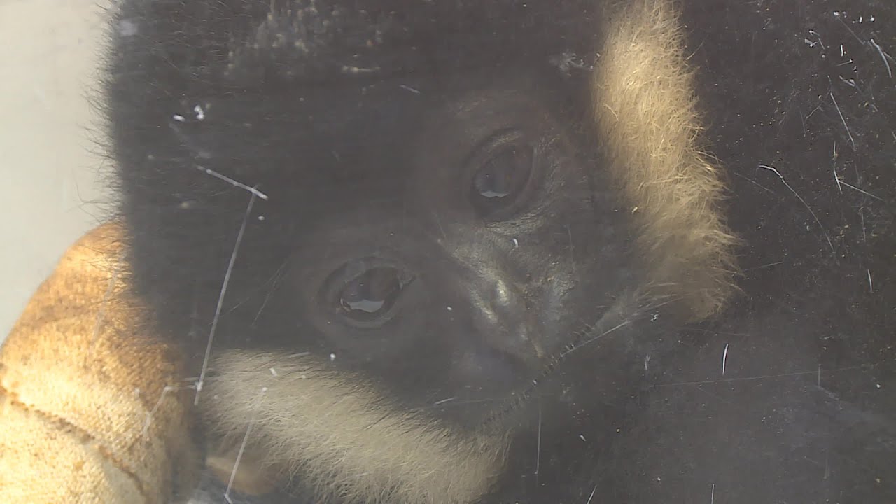 Béarn : le sauvetage d'un gibbon, espèce en voie d'extinction