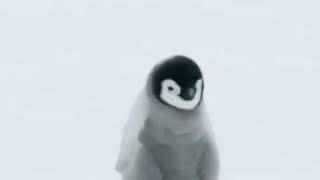 Twitterでも人気のヨチヨチ歩きの赤ちゃんペンギン