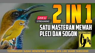 Download lagu 🔴  LIVE masteran mewah untuk burung PLECI dan SOGON mp3