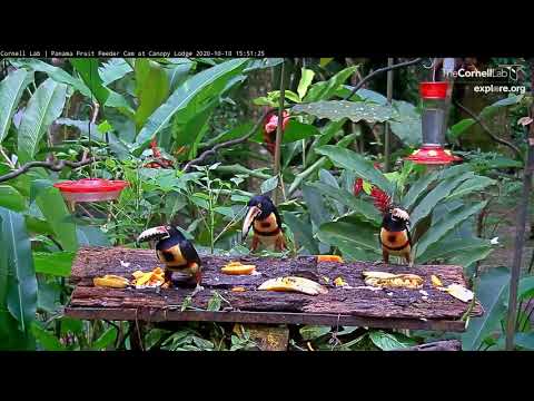 Collared Aracari. Panama fruit feedercam, Oct 10 2020