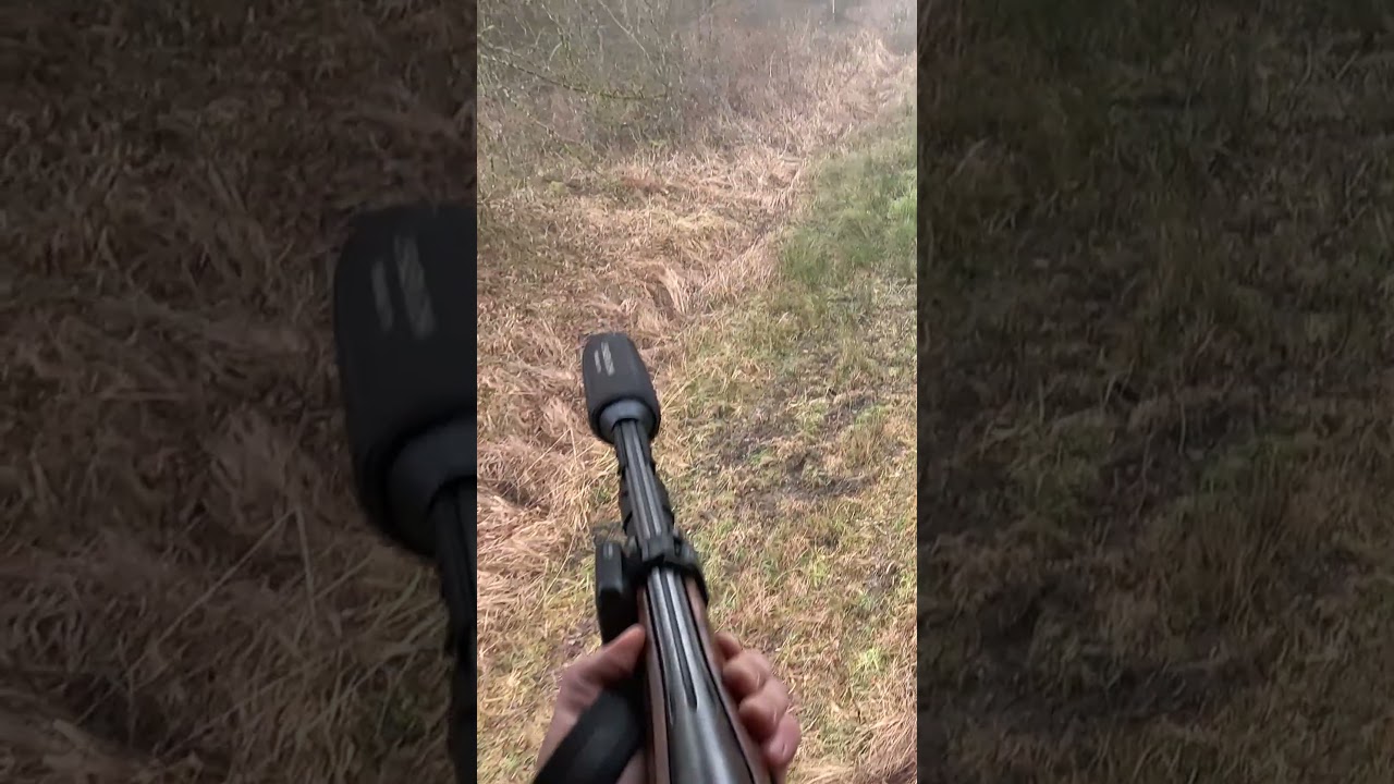 Je chasse la bécasse avec mon renard d'arrêt ! 😂 #chasse #hunting #renard #becasse