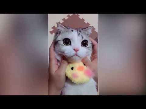 Tiktok cute CATS funny video compilation 2019
