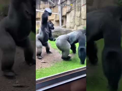 Gorilla Glass Betrayal 🙊🤣 #gorilla #gorillatag #funny #fyp #foryou