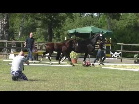 Fohlenschau 2023 - 02 Stutfohlen v. Vivaldon