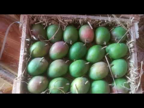Ratnagiri Alphonso Mangoes