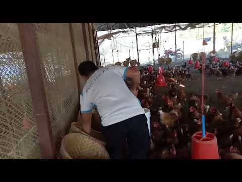 Nuwakot poltry farm.