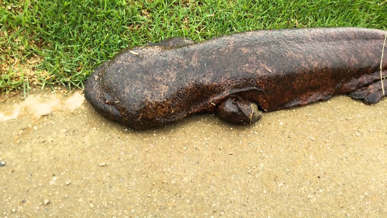 Con gì đây mọi người? @@