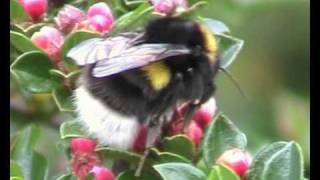 bumblebee bonanza
