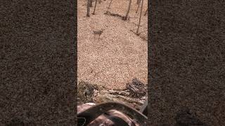 Calling all small bucks! the rut 2022