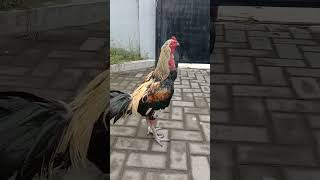 Download lagu Super Rooster Mangon#Wido mp3