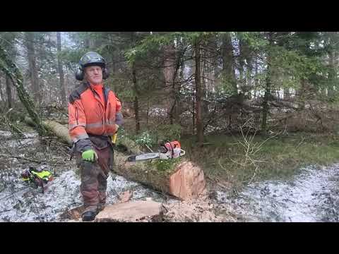 Klimawandel begünstigt Eschensterben