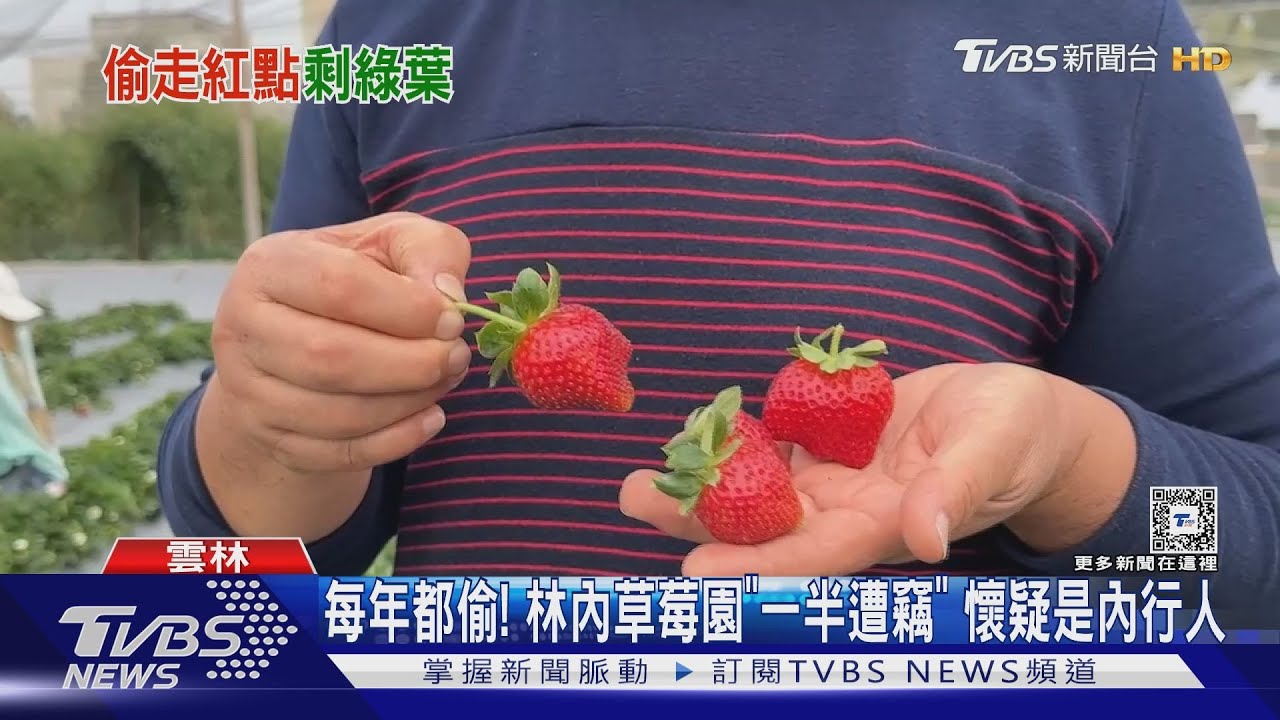 每年都偷!林內草莓園「一半遭竊」 懷疑是內行人