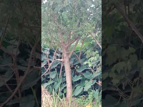 The natural flow of juja river. the sound itself is amazing. mother nature.