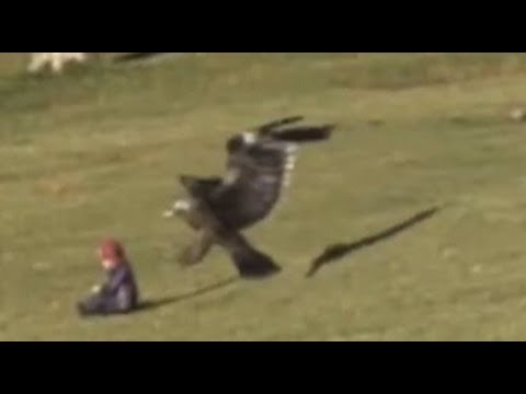 Adlerattacke auf Baby - Steinadler fliegt mit Kleinkind davon