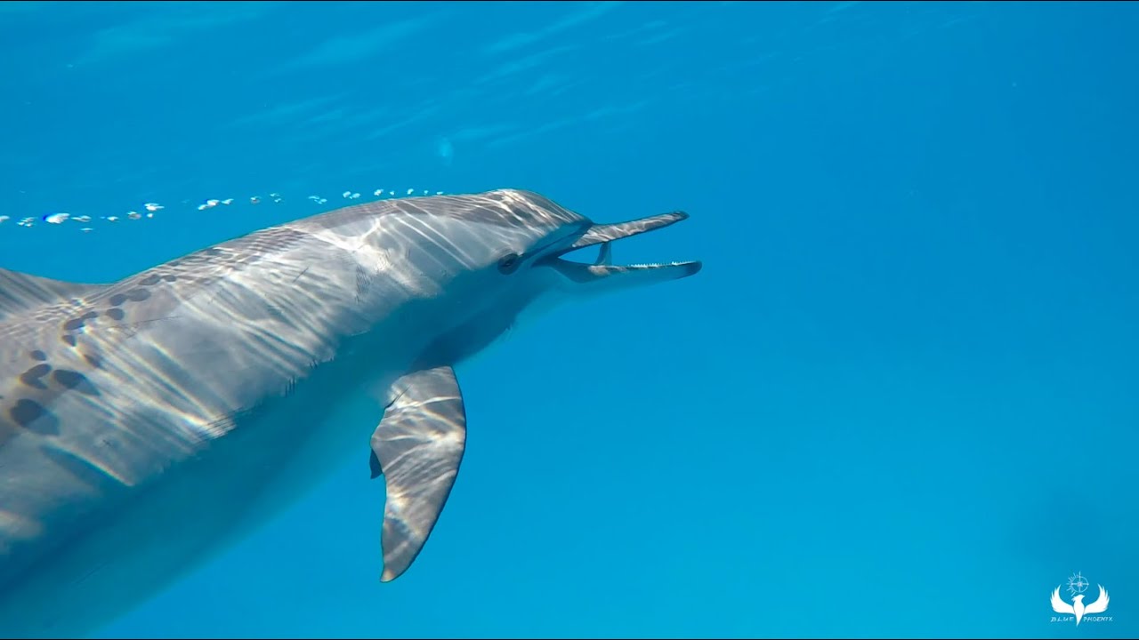 Petit Aperçu thumbnail