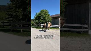 Ani geht schon mal! 😳 #verladefail #pferdefail #failfriday #horsefail #ups #pferde #ponys