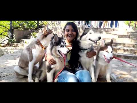 Huskies  as Avengers @Dog's show Hyderabad#Niveditha Doggies world