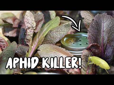 CONTROL ANTS & APHIDS with this SIMPLE TRICK