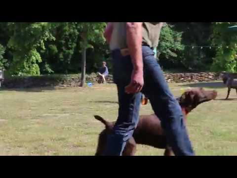 Jugendklasse Ruden - DK Zuchtschau Artland - Emsland 1