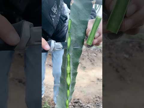 Amazing Dragon Fruit Tree Grafting Technique #farming @RomFarm