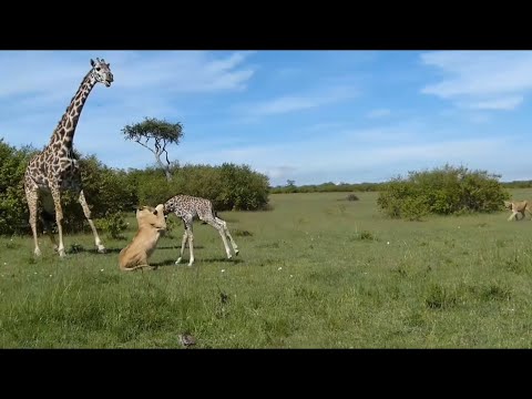 lioness attacking the giraffe baby got it down video