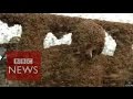 China: Man covered in 109kg of bees sets Guinness World Record - BBC News