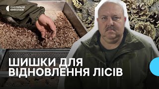 Как в Николаевской области из шишек получают семена для восстановления лесов