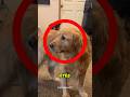 You Ll Cry When You See This Golden Retriever S Reaction