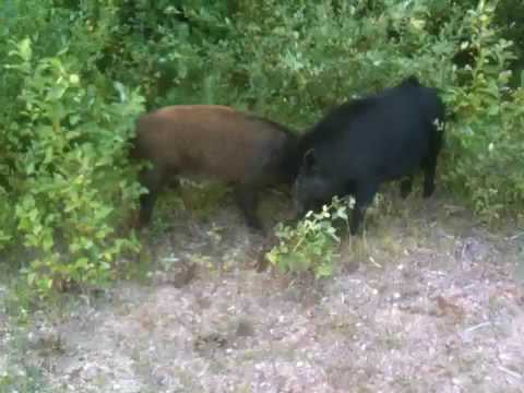 Vildsvin vid älgberget 2