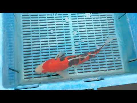 120402 Doitsu Sanke 14to16in £160