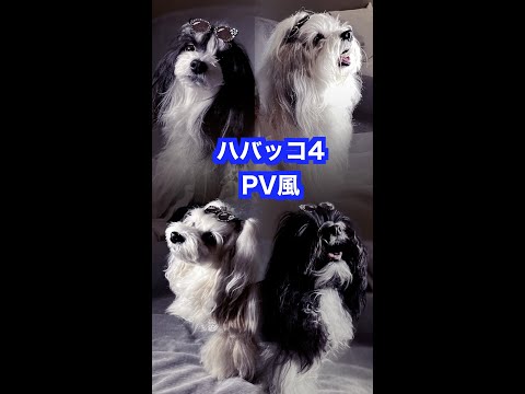 ハバニーズ – 4 本足のスマートな魅力