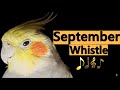 👉👉September Whistle - Cockatiels Birds Parrot Training Songs 👈👈