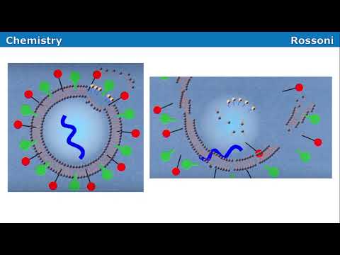 UFSC 2022 verão - Questão 31 - Coronavírus e surfactantes
