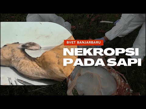 Teknik Nekropsi pada Sapi
