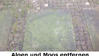 Algen und Moos entfernen ohne Chemie in Berlin - Sandstein Reinigung