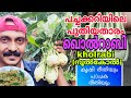Kohlrabi Cultivation|പുതിയ ഇനം പച്ചക്കറി ഖൊൽറാബി(നൂൽകോൽ) ക