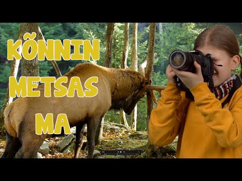 KÕNNIN METSAS MA / Metsloomad 🐻🫎🐺🦌🐇 / Laikrete lastekas
