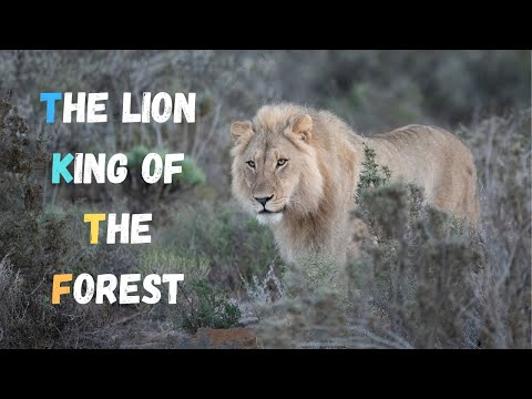 The Strongest LION PRIDE in Luangwa Valley | All Animals
