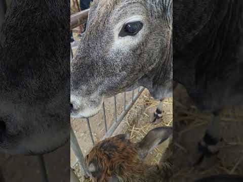 zebu cow is close by for petting with a baby zwbu toronto canada nov 2025