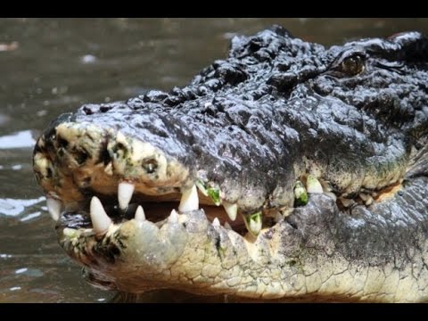 News in Esperanto - World's largest and oldest crocodile celebrates 112th birthday (27/05/2015)