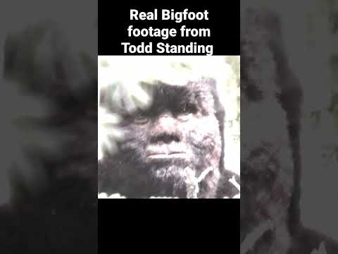 Todd Standing's real Bigfoot footage #bigfoot #bigfootvideo #sasquatch #toddstanding