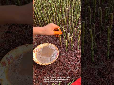 Dipping rose cuttings in rooting hormone solution