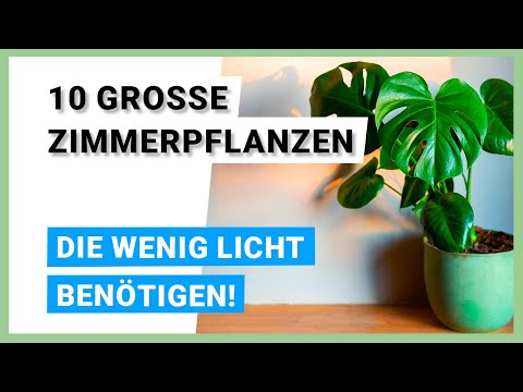 10 große Zimmerpflanzen, die wenig Licht brauchen