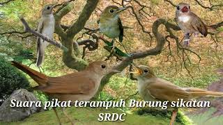 Download lagu Suara pikat burung sikatan SRDC Sikatan rimba dada coklat mp3 Download lagu Suara pikat burung sikatan SRDC Sikatan rimba dada coklat mp3