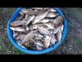 Isdang Tilapia Na Maliit Buhay Probinsya Short Video