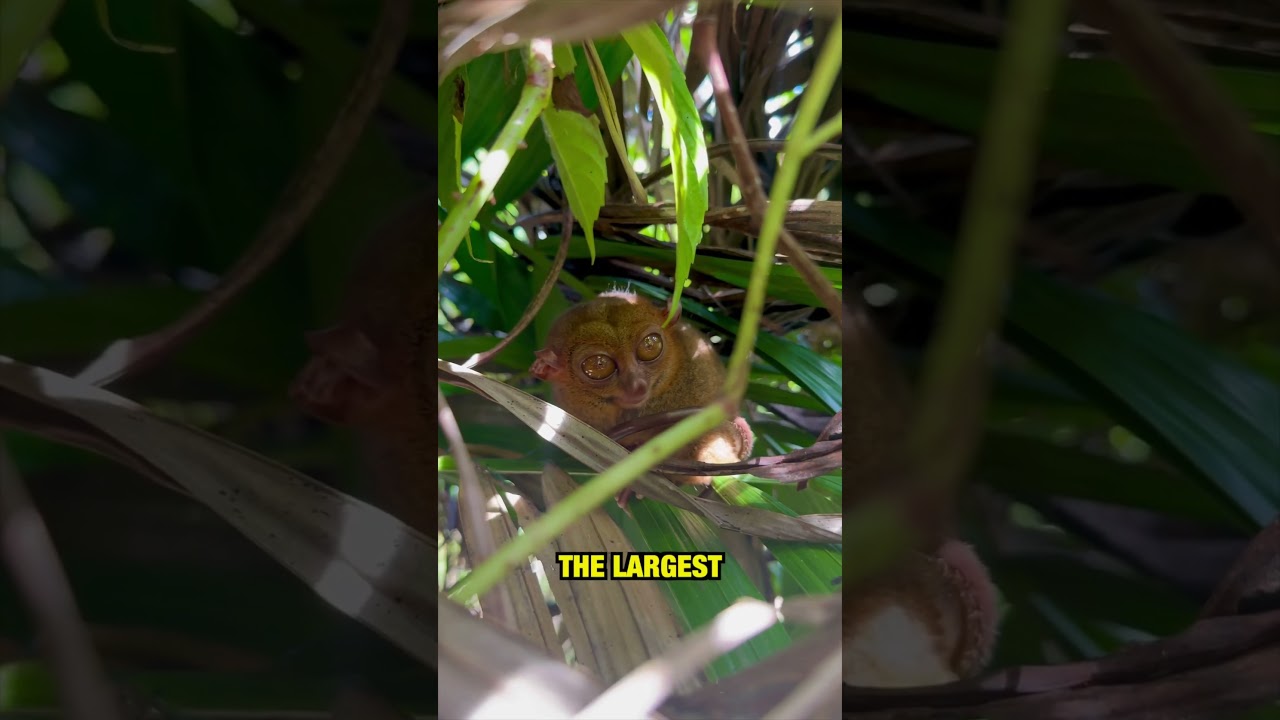 YouTube Short thumbnail