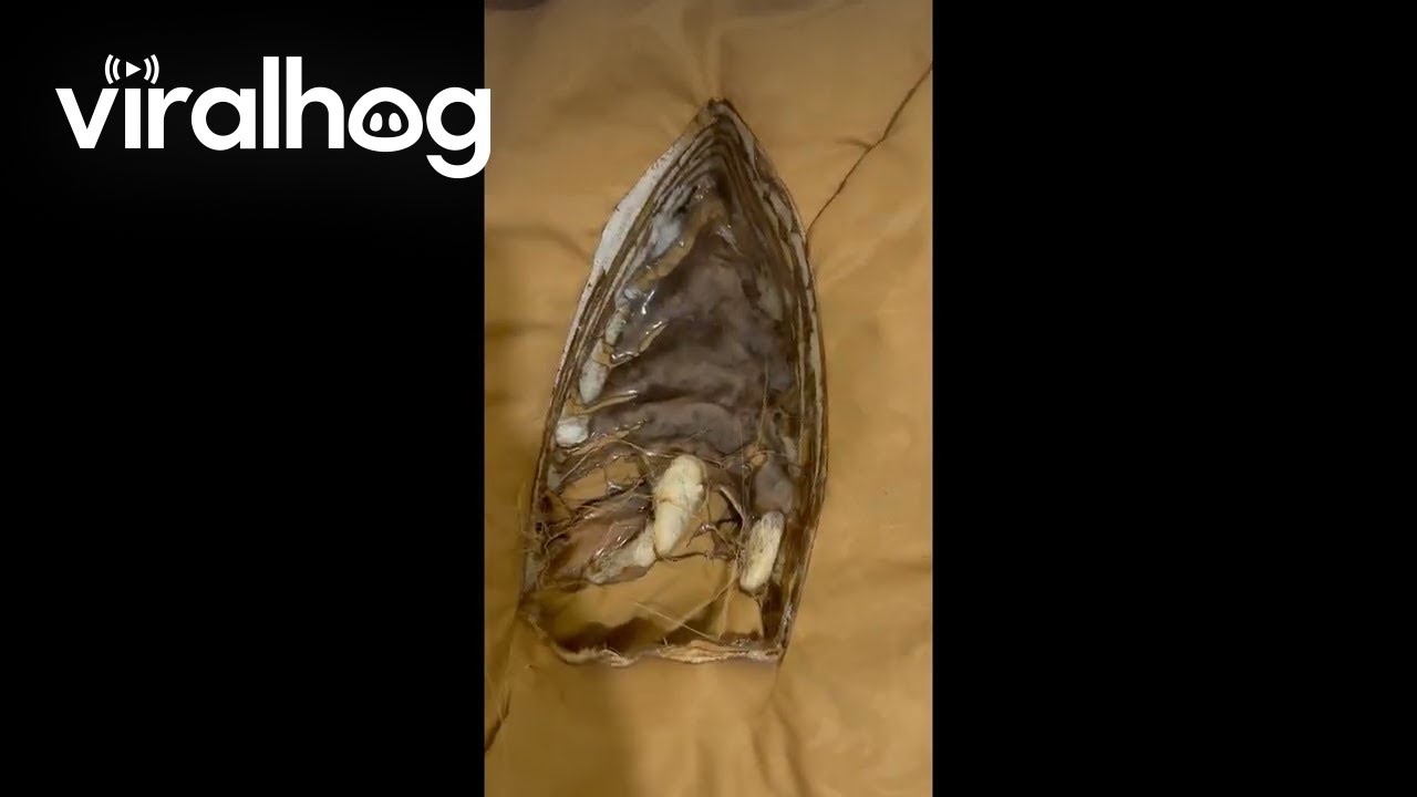 Clothing Iron Mishap Makes Forbidden Tiramisu || ViralHog