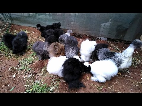 , title : 'Colorful Silkie Chickens🐔🐓 | White, Black, Grey, Brown and Gold Silkie Chickens'